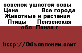 совенок ушастой совы › Цена ­ 5 000 - Все города Животные и растения » Птицы   . Пензенская обл.,Пенза г.